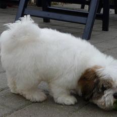 Coton de tulear Coton-Land`s Xanadu
