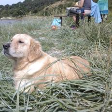 Golden retriever Coco