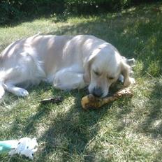 Golden retriever Coco