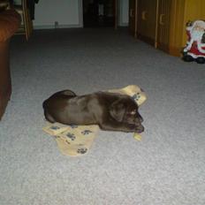 Blanding af racer Polly