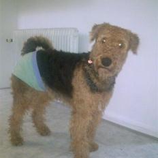 Airedale terrier Molly (plejebarn)
