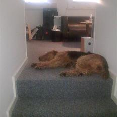 Airedale terrier Molly (plejebarn)