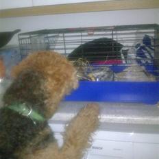 Airedale terrier Molly (plejebarn)