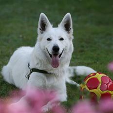 Hvid Schweizisk Hyrdehund Gaja