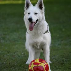 Hvid Schweizisk Hyrdehund Gaja