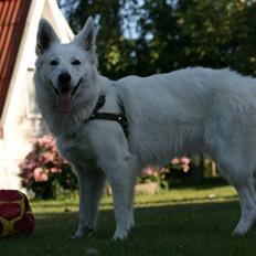 Hvid Schweizisk Hyrdehund Gaja