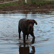 Labrador retriever {§$$ Laika $$§}
