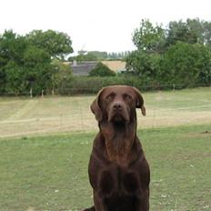 Labrador retriever {§$$ Laika $$§}