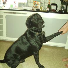 Blanding af racer Bamse