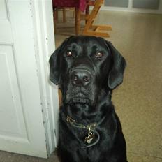 Blanding af racer Bamse