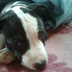 Amerikansk staffordshire terrier Mallu