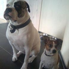 Amerikansk staffordshire terrier Mallu