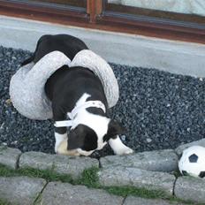 Amerikansk staffordshire terrier Mallu