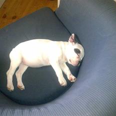 Fransk bulldog Malou