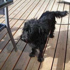 Blanding af racer Zico