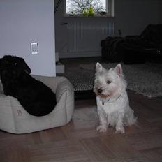 Blanding af racer Zico