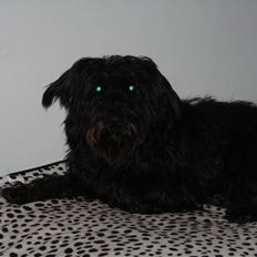 Blanding af racer Zico