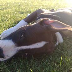 Amerikansk staffordshire terrier Fie *SOGLT