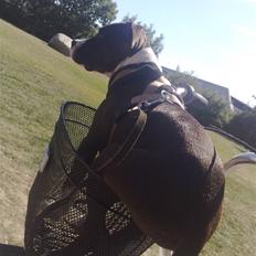 Amerikansk staffordshire terrier Fie *SOGLT