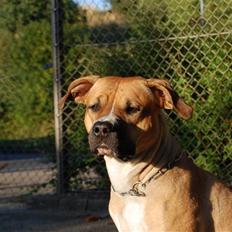 Blanding af racer Ciska. 