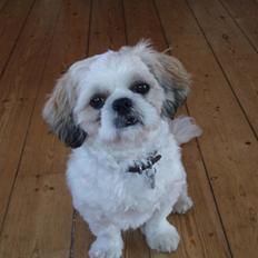 Shih tzu Felix