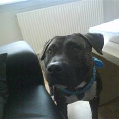 Blanding af racer Taniz 