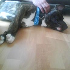 Blanding af racer Taniz 