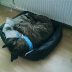 Blanding af racer Taniz 