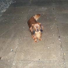 Gravhund Fifi død:''(