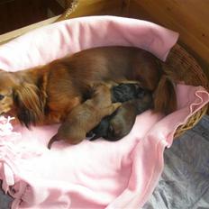 Gravhund Fifi død:''(