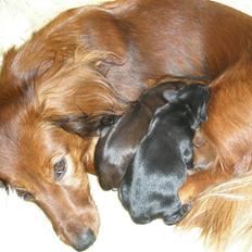 Gravhund Fifi død:''(