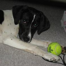 Blanding af racer Rocky