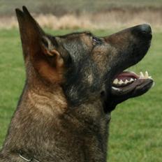 Schæferhund Jabina Pharao ( Anubis )