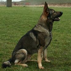 Schæferhund Jabina Pharao ( Anubis )