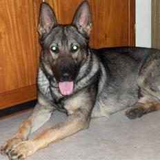 Schæferhund Jabina Pharao ( Anubis )