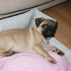 Mops Carla