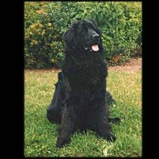 Newfoundlænder Blacksails Kasia