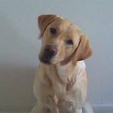 Labrador retriever Chang