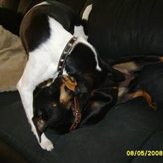 Blanding af racer fie