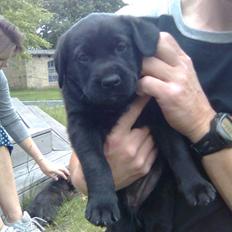 Blanding af racer Cita