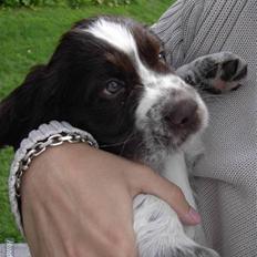 Engelsk springer spaniel "Chelsea"- Punakha's Zara