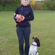 Engelsk springer spaniel "Chelsea"- Punakha's Zara