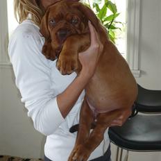 Dogue de bordeaux EstruphusDiorCristalRouge