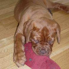 Dogue de bordeaux EstruphusDiorCristalRouge
