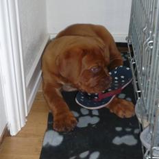 Dogue de bordeaux EstruphusDiorCristalRouge