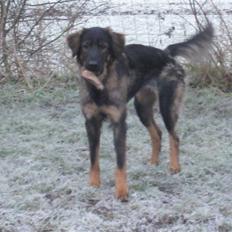 Blanding af racer Sheila