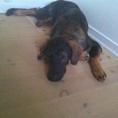 Blanding af racer Sheila