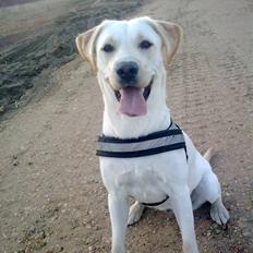 Labrador retriever Luna