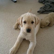 Labrador retriever Luna