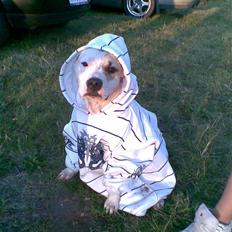 Amerikansk staffordshire terrier Ally (lulle)